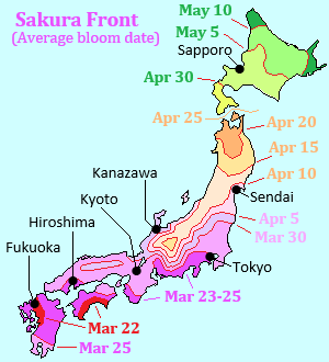 Sakura front
