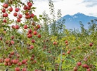 Hirosaki Apple Park