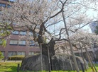 Ishiwarizakura