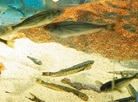 Oga Aquarium