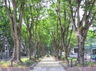 Avenues of Japanese zelkova trees