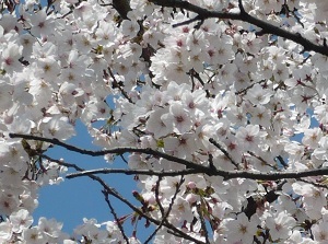 Full bloom