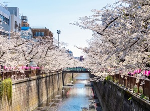 Sakura along Meguro River