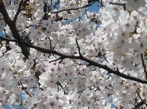 Somei-Yoshino