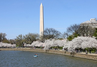 ワシントン記念塔と1912年に日本から贈られた桜