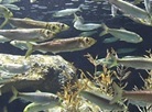 Otaru Aquarium