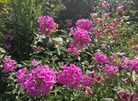 Ueno Farm