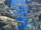 YAMA NO Aquarium