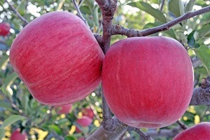 Apples