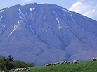 Koiwai Farm