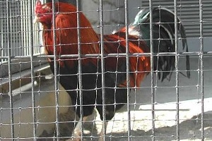 Hinai chicken