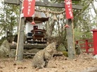 Tashirojima island