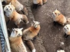 Zao Fox Village