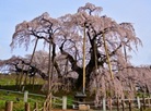 Miharu Takizakura