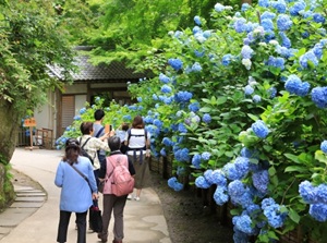 Hydrangeas in Meigetsuin temple in Tsuyu season