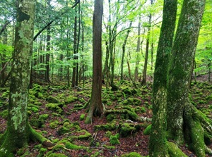 Aokigahara