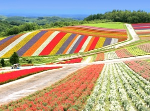 Shikisai-no-oka in Biei town