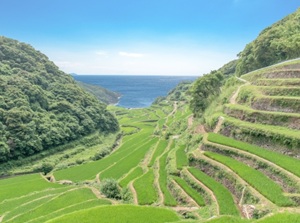 Hamanoura Rice Terrace