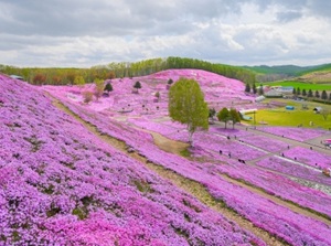 Higashimokoto Shibazakura Park