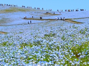 Hitachi Seaside Park