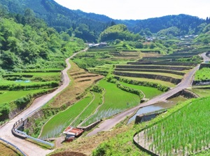 Ini rice terrace