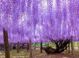 Kawachi Wisteria Garden