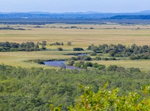 Kushiro Marsh