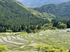 Maruyama Rice Terrace