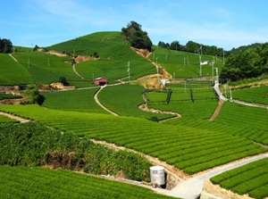 Wazuka tea plantations