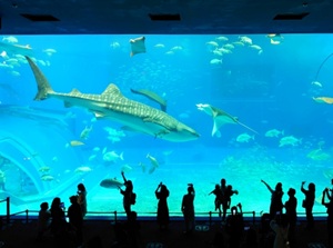 Okinawa Churaumi Aquarium