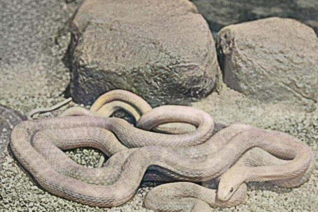 White Snakes in Iwakuni city