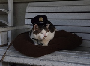 Cat Stationmaster