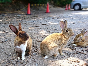 Okunoshima