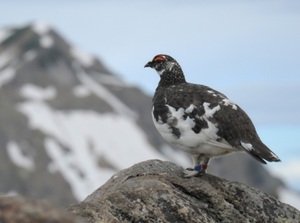 Ptarmigan in Tateyama