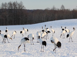 Okhotsk Ryuhyo Museum