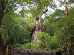 Yakushima island