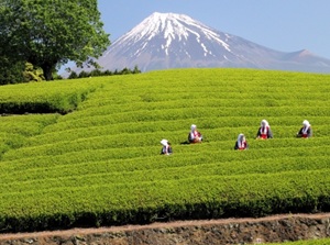 tea plantation