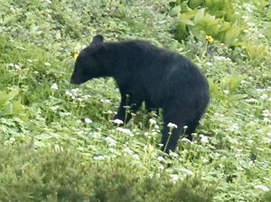 Black bear